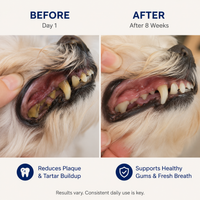 Dental Pets™ | Daily Dental Powder