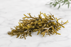 Brown algae