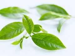 Green tea extract