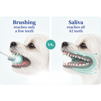 Dental Pets™ | Daily Dental Powder