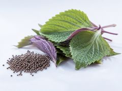 Perilla seed extract