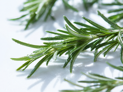 Rosemary leaf extract