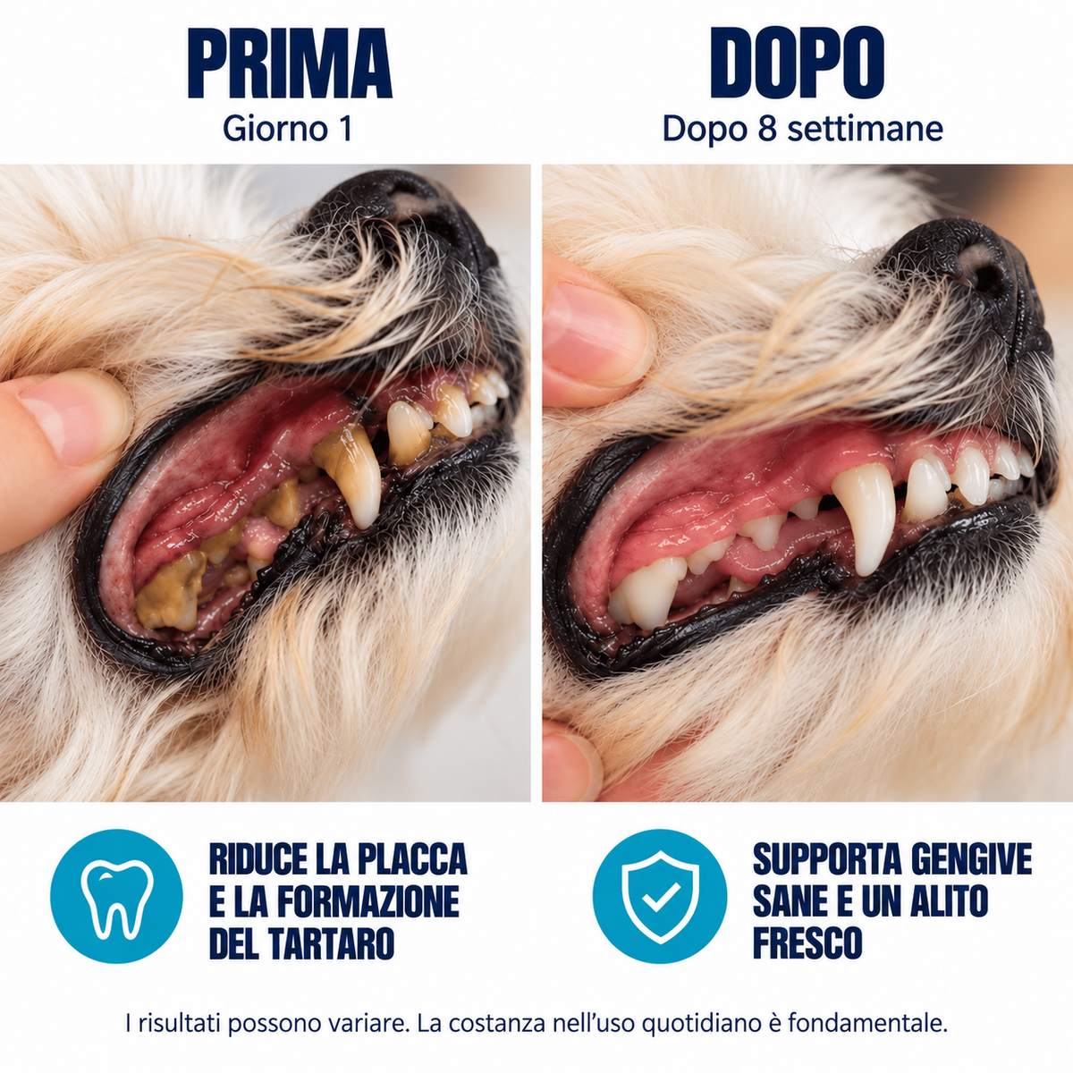 DentalPets – Polvo diario para perros: dientes limpios y aliento fresco \ italia
