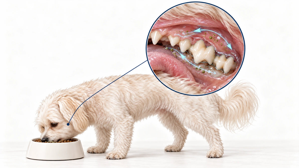Daily serving on food travels with saliva towards the back teeth